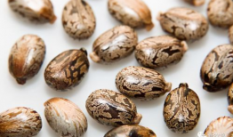 蓖麻豆,绿色能源的潜力与挑战